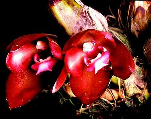 Bifrenaria atropurpurea